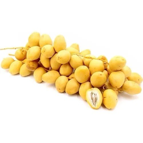 Medjool Date Palm, Phoenix Dactylifera – 30 Seeds 2025 – USA
