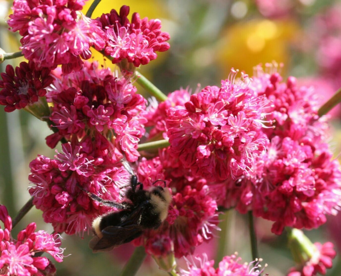 🌸 PINK BUCKWHEAT – Takane Ruby Buckwheat Flower Seeds (50 Seeds) 🌸 Fagopyrum