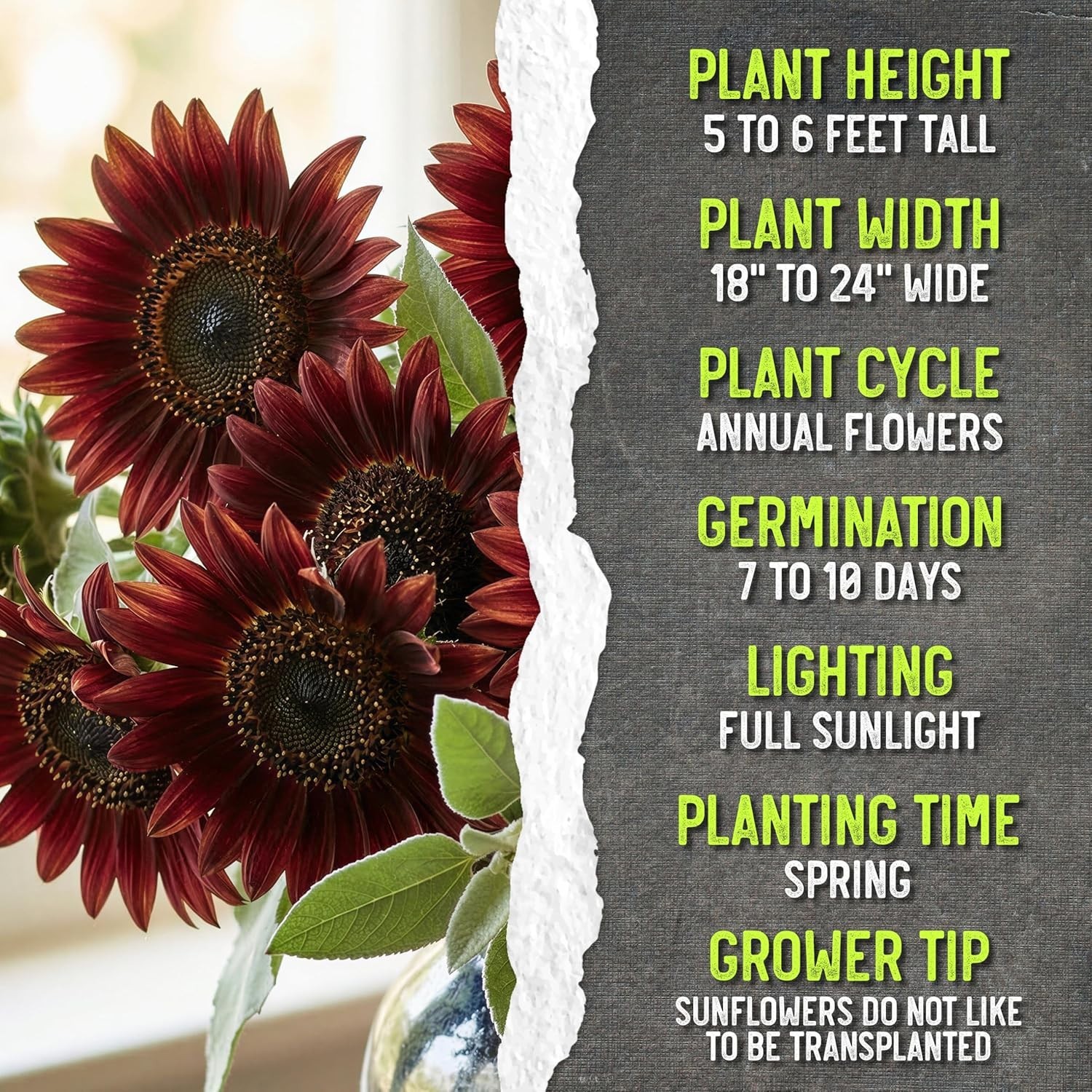 Grow Red Sunflowers with These Heirloom Open Pollinated Seeds