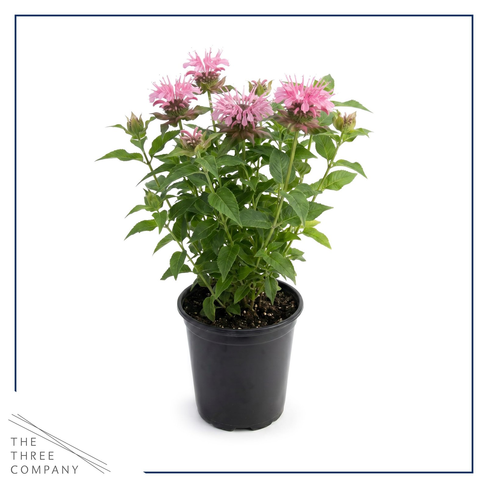 Live Flowering Bee Balm – Balmy Pink (2 Plants Per Pack), Pollinator – Attrac…