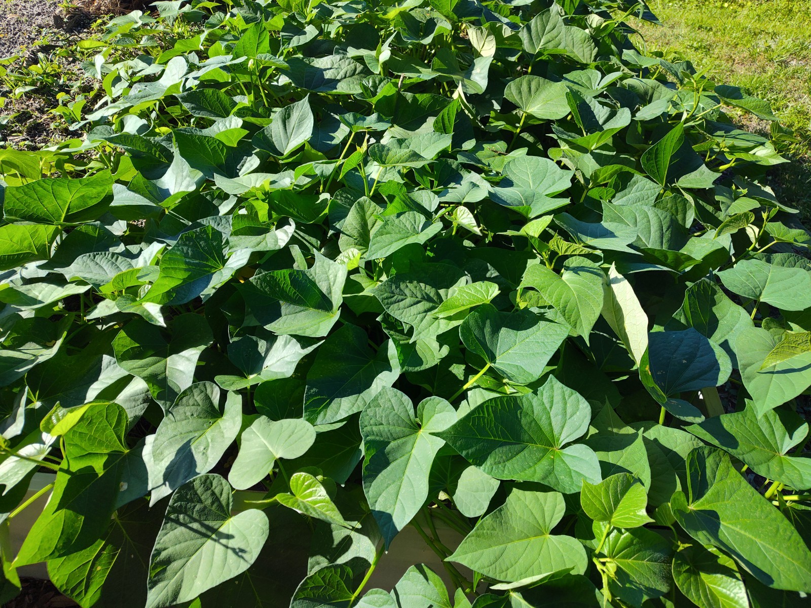 Stokes Rooted Purple Sweet Potato Slips 3 Pieces Fresh From Florida Organic