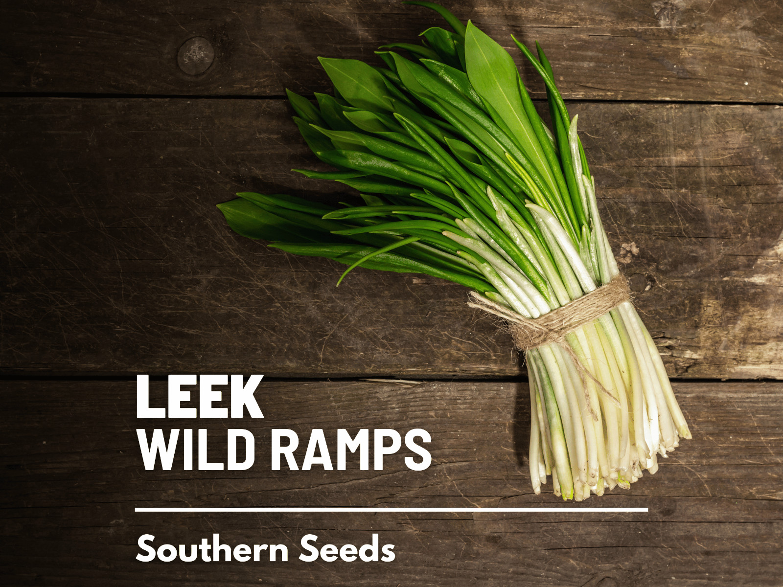 Leek, Wild – Wild Ramps – Heirloom – Non-GMO (Allium tricoccum)