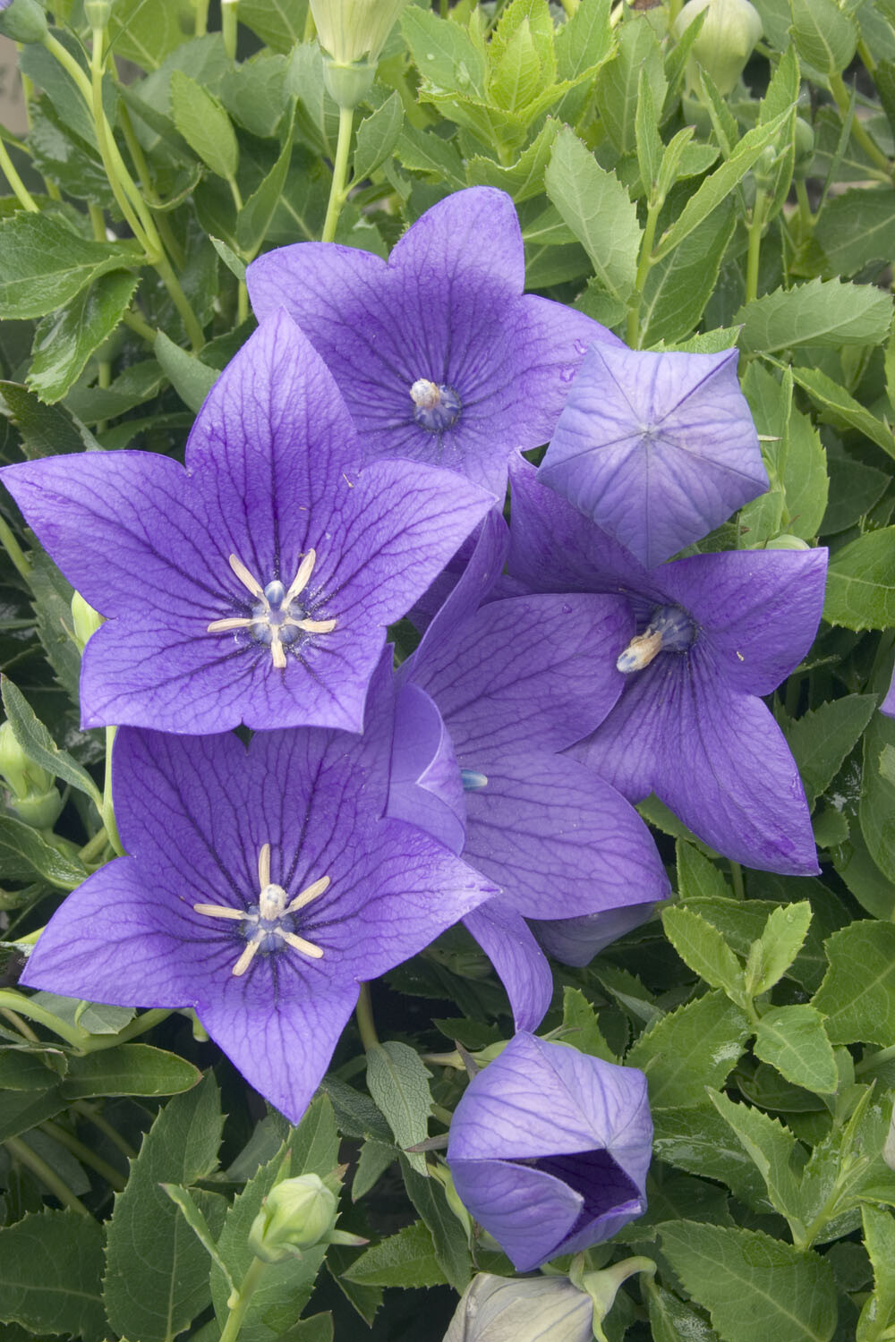 150 Purple Balloon Flower Platycodon Seeds Perennial + gift