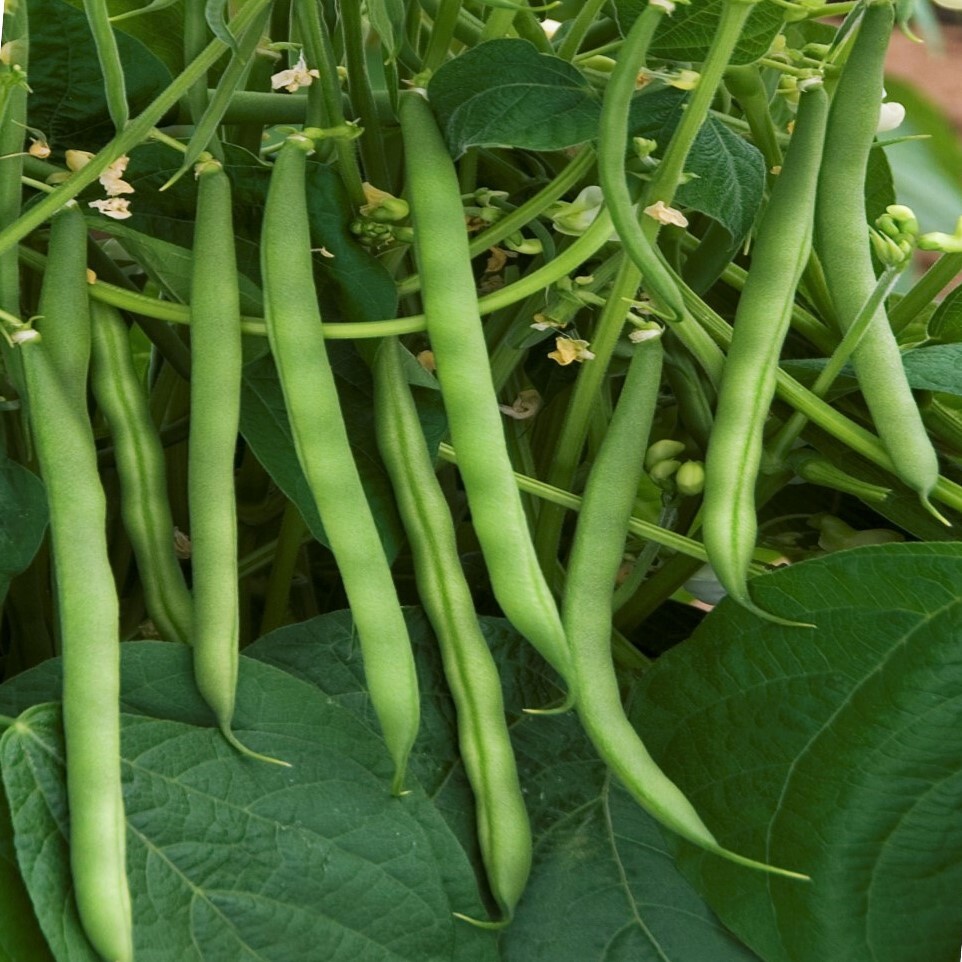 Burpee Stringless Green Bean Seeds (Bush) | Early Producer Vegetable Seed 2024