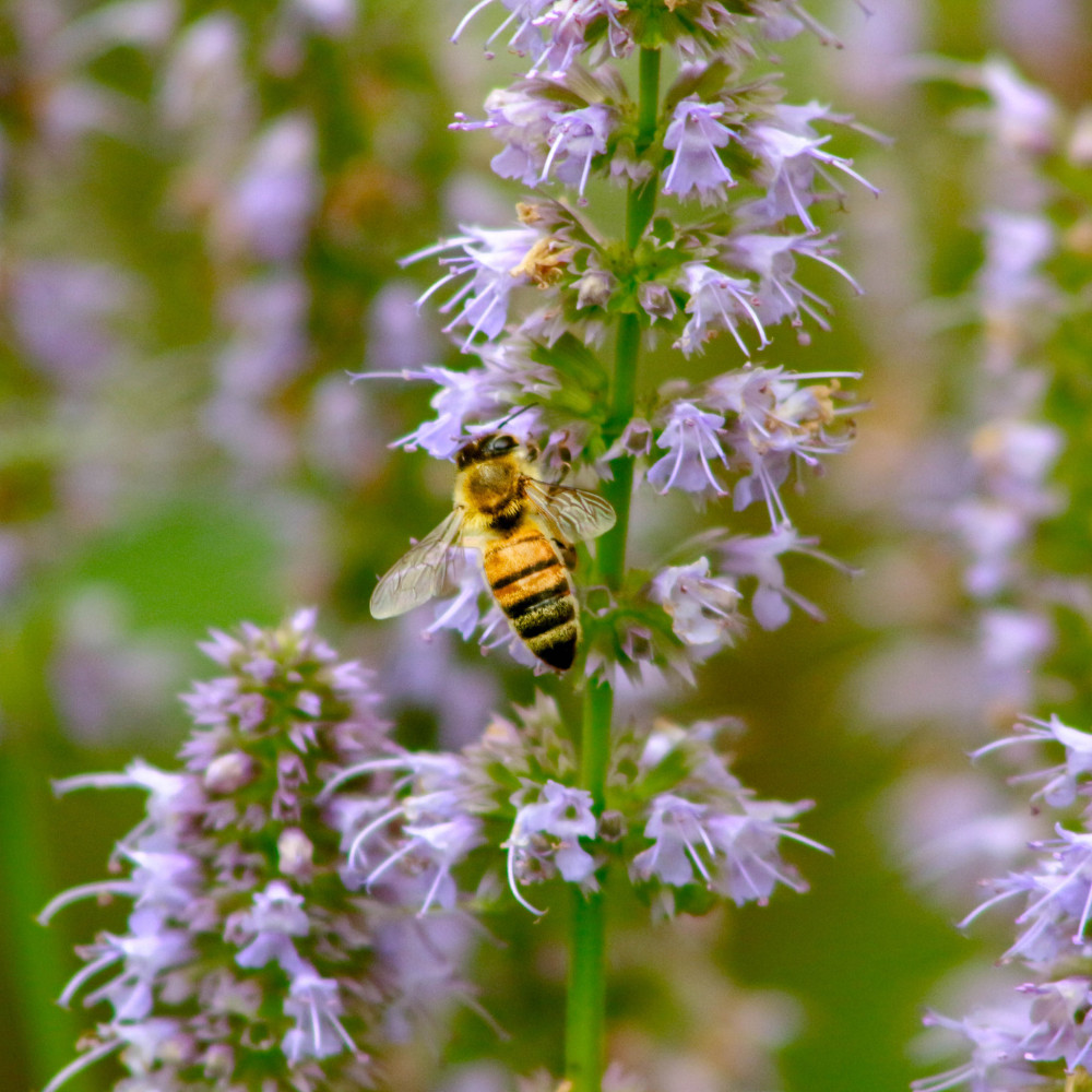 Korean Mint Seeds – Agastache rugosa | Fragrant Tea Herb, Pollinator Friendly