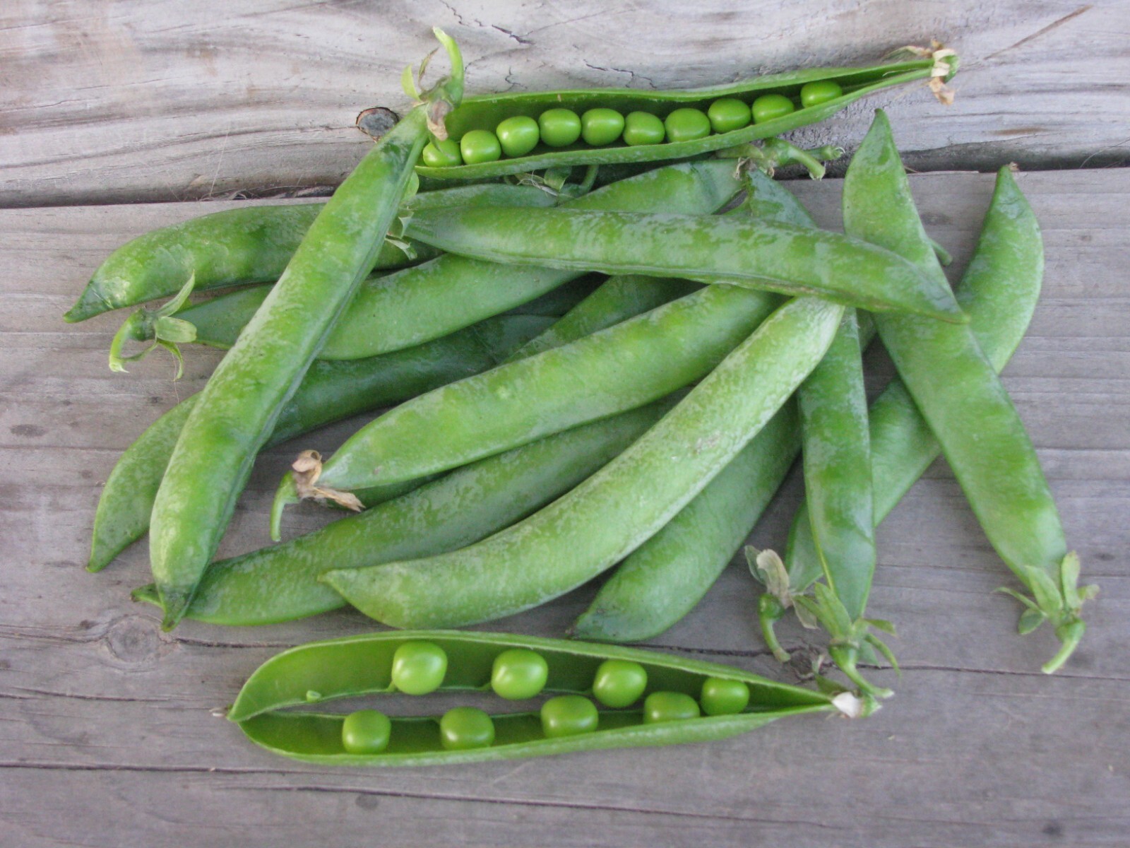 Green Arrow Garden Pea Seeds, High Yielding, NON-GMO, Heirloom, FREE SHIP