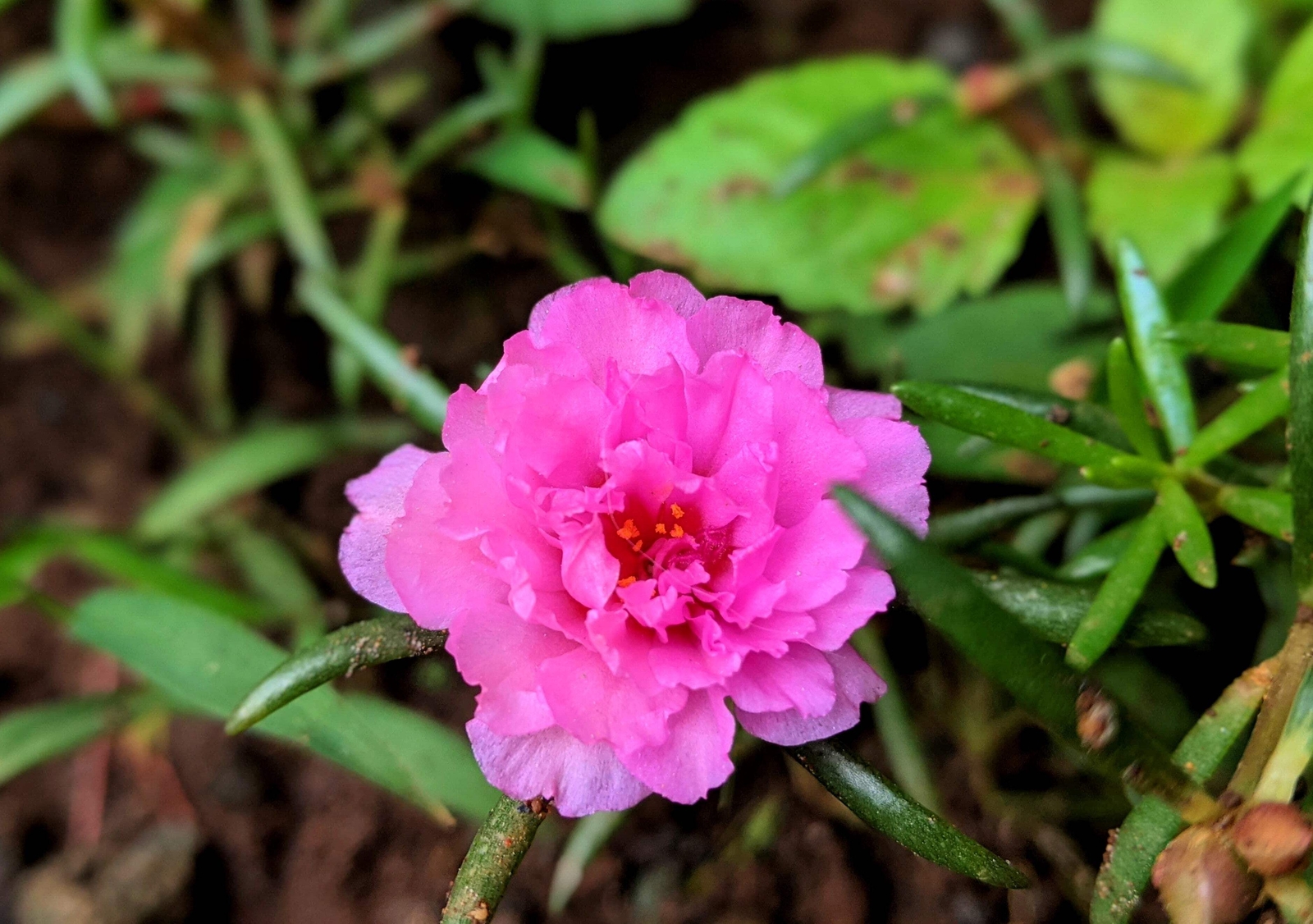 100 PINK PORTULACA Grandiflora / MOSS ROSE Flower Seeds *Flat S/H