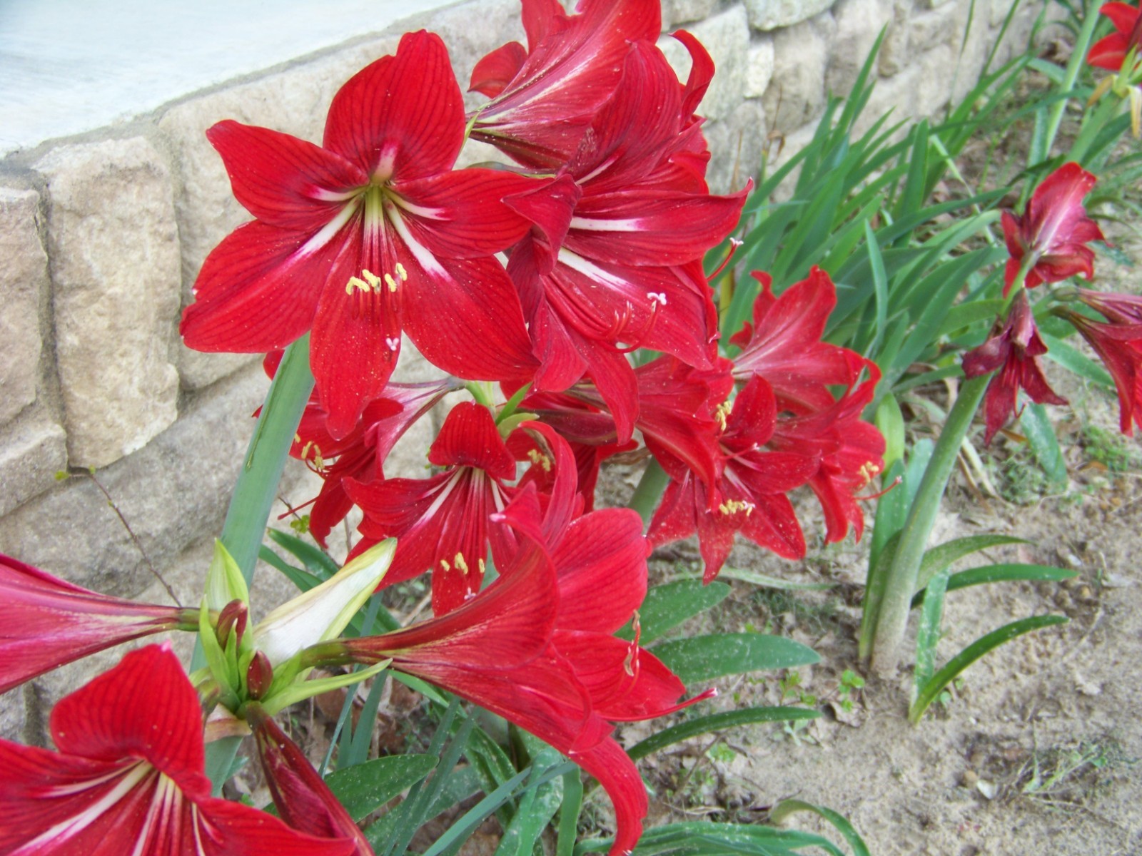 25 Flower Bulbs – Amaryllis, Daylilies, Crinum lilies, Iris, Gladiolus, & More