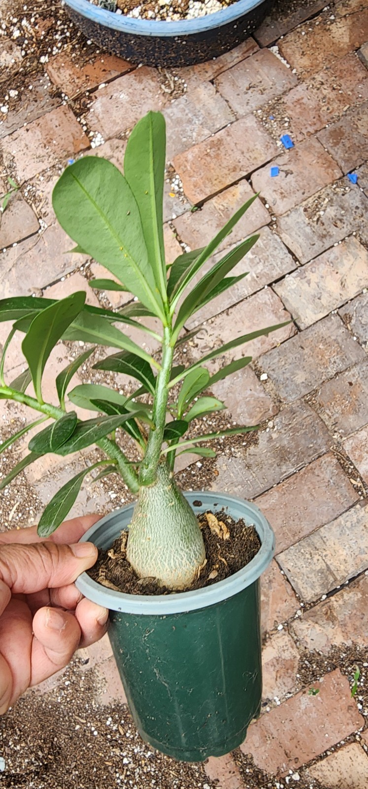 1 Adenium Obesum desert rose seedling Rosa Del Desierto 6″ – 8″