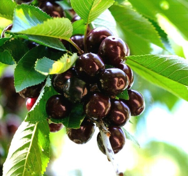 50+ BLACK CHERRY SEEDS | SWEET EDIBLE FRUIT | USA Native Tree #21
