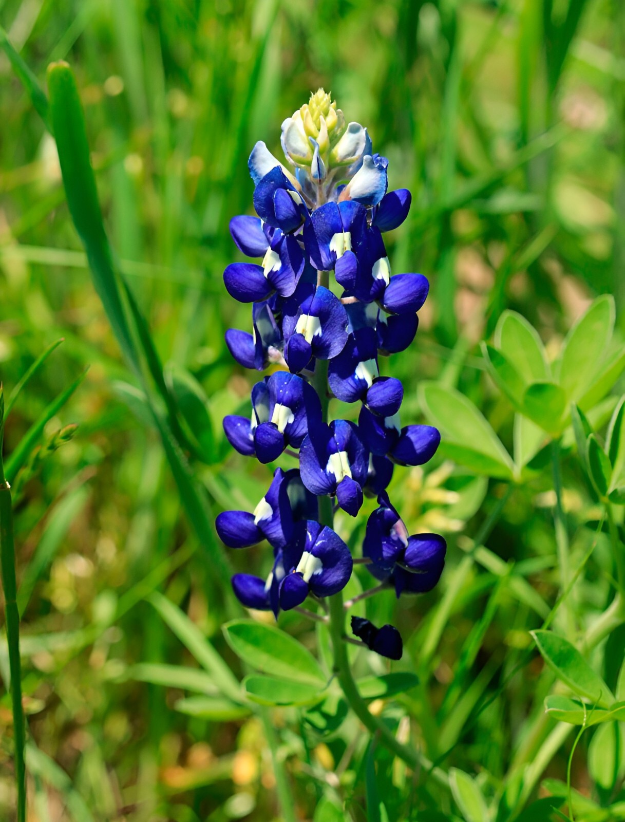75 Texas Bluebonnet Seeds – Heirloom NonGMO Stunning Blue Texas Wildflower
