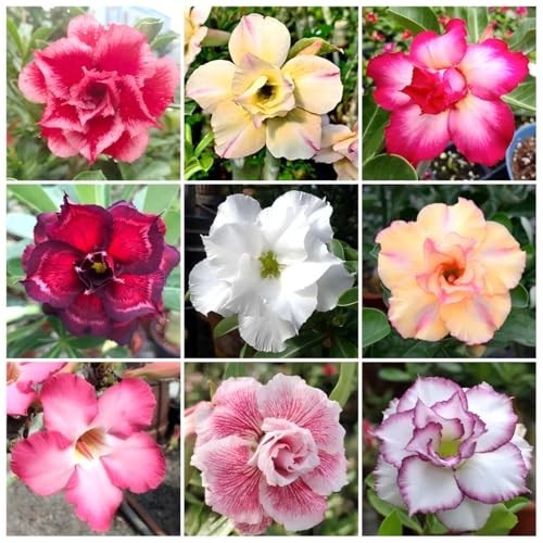 125+ Mixed Color Desert Rose Seeds for Planting – Adenium Obesum Succulent Seeds