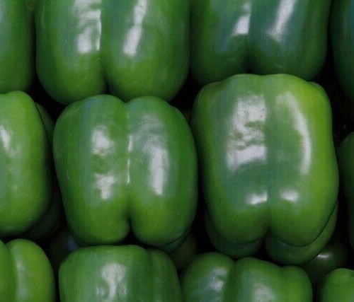 CHINESE GIANT BELL PEPPER 30+ “SWEET” GREEN red BELL pepper NON-GMO free SHIP