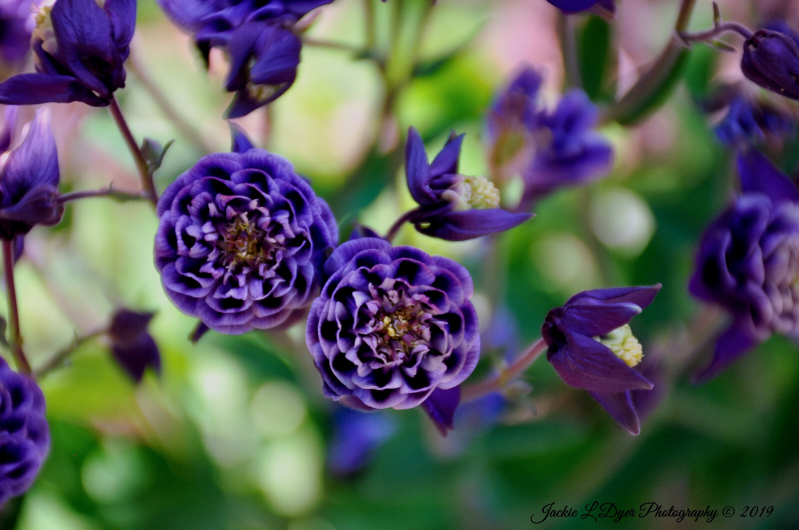 Perennial Purple Winky Double Dark Blue Columbine Seed Aquilegia Flower 30 Seeds