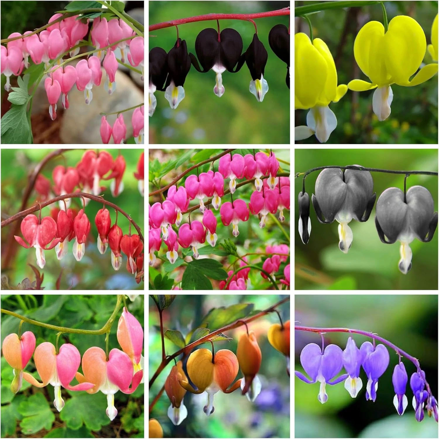 Dicentra Spectabilis Seeds for Planting – 100 Bleeding Heart Seeds Shade Flower