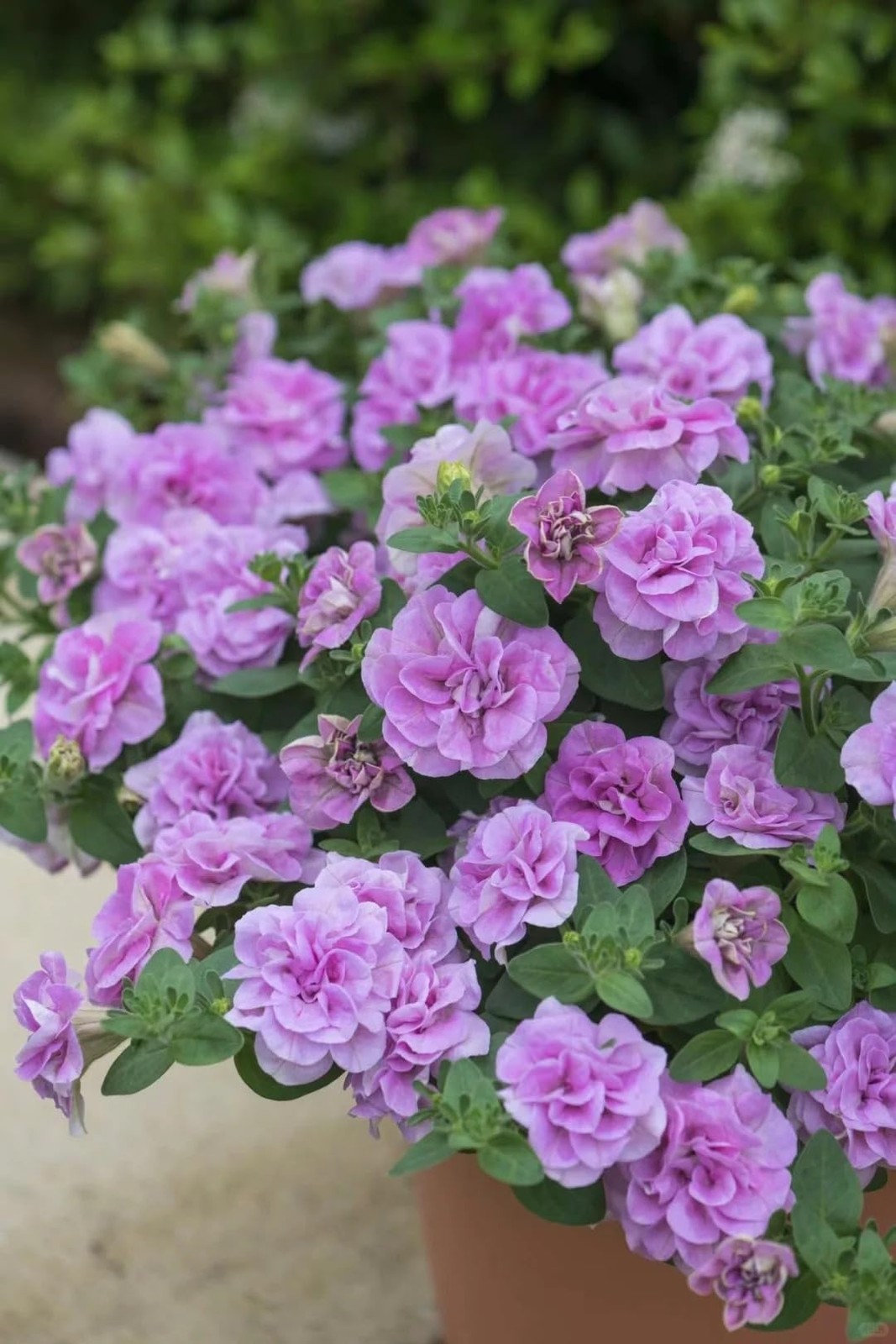 Double Petal Trumpet Flower Seeds, 299 Pieces, Climbing Vine for Summer-Fall Blo
