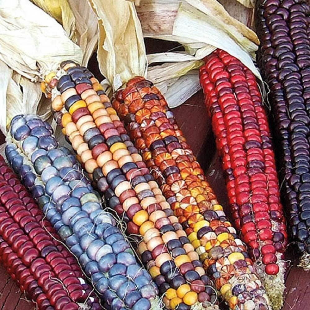 Corn Seeds- Indian Ornamental Corn Seeds ,”COOL BEANS N SPROUTS” Brand. Home Gar