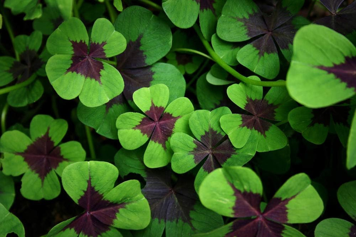 Iron Cross Shamrock Bulbs – 10 Bulbs to Plant – St. Patrick’S Gift – Iron Cross