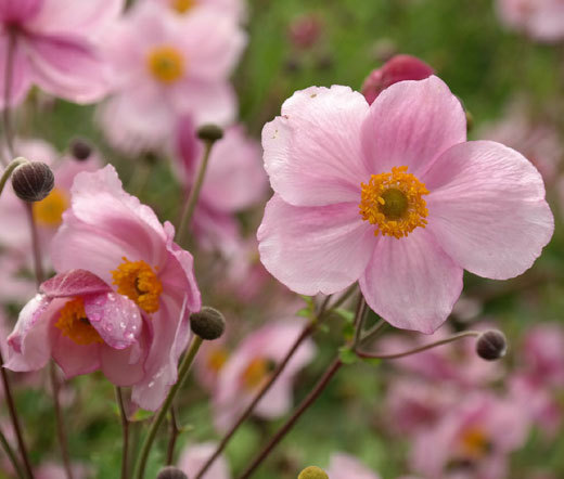 ANEMONE PINK SAUCER Anemone Hupehensis – 100 Bulk Seeds