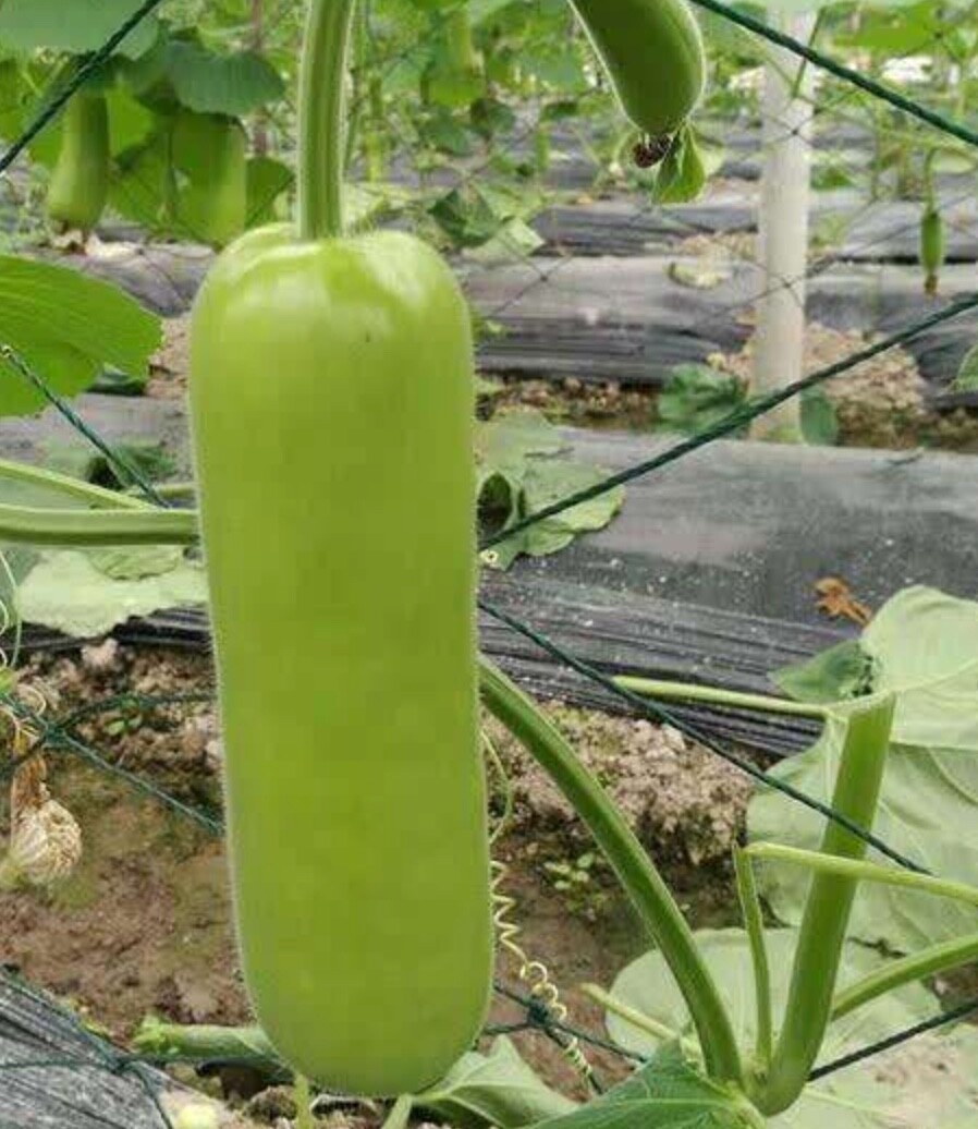 25+ Vegetable Bottle Gourd, Pu Gua Seeds (Lagenaria Siceraria,Opo,Lauki, Doodhi)