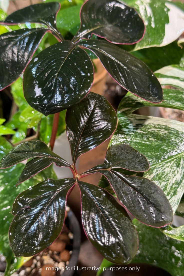 Amorphophallus atroviridis bulb caudex – tropical RARE size 1″