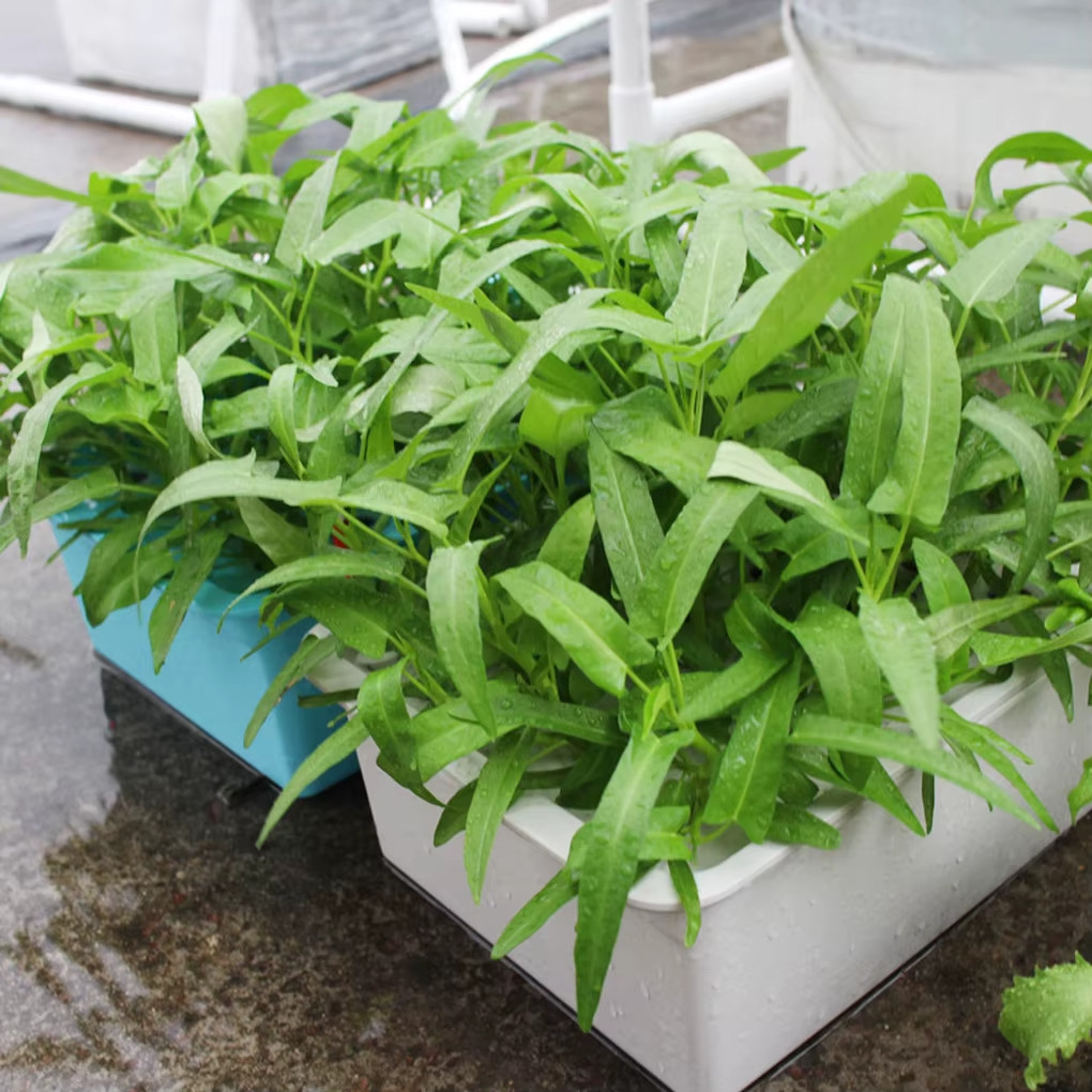 Kolmi Shak Seeds ( 20 Grams ) Water Spinach seeds, Indian Water Spinach