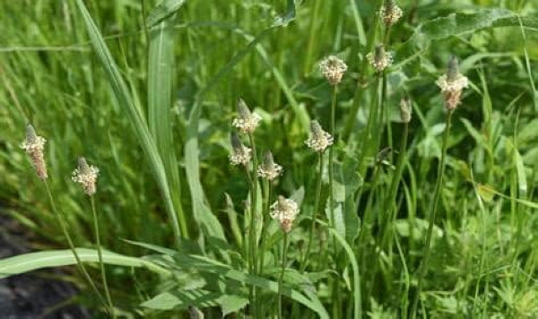 Narrow Leaf Plantain (Plantago Lanceolota) 100 Seeds 2025 Organic/NC Grown