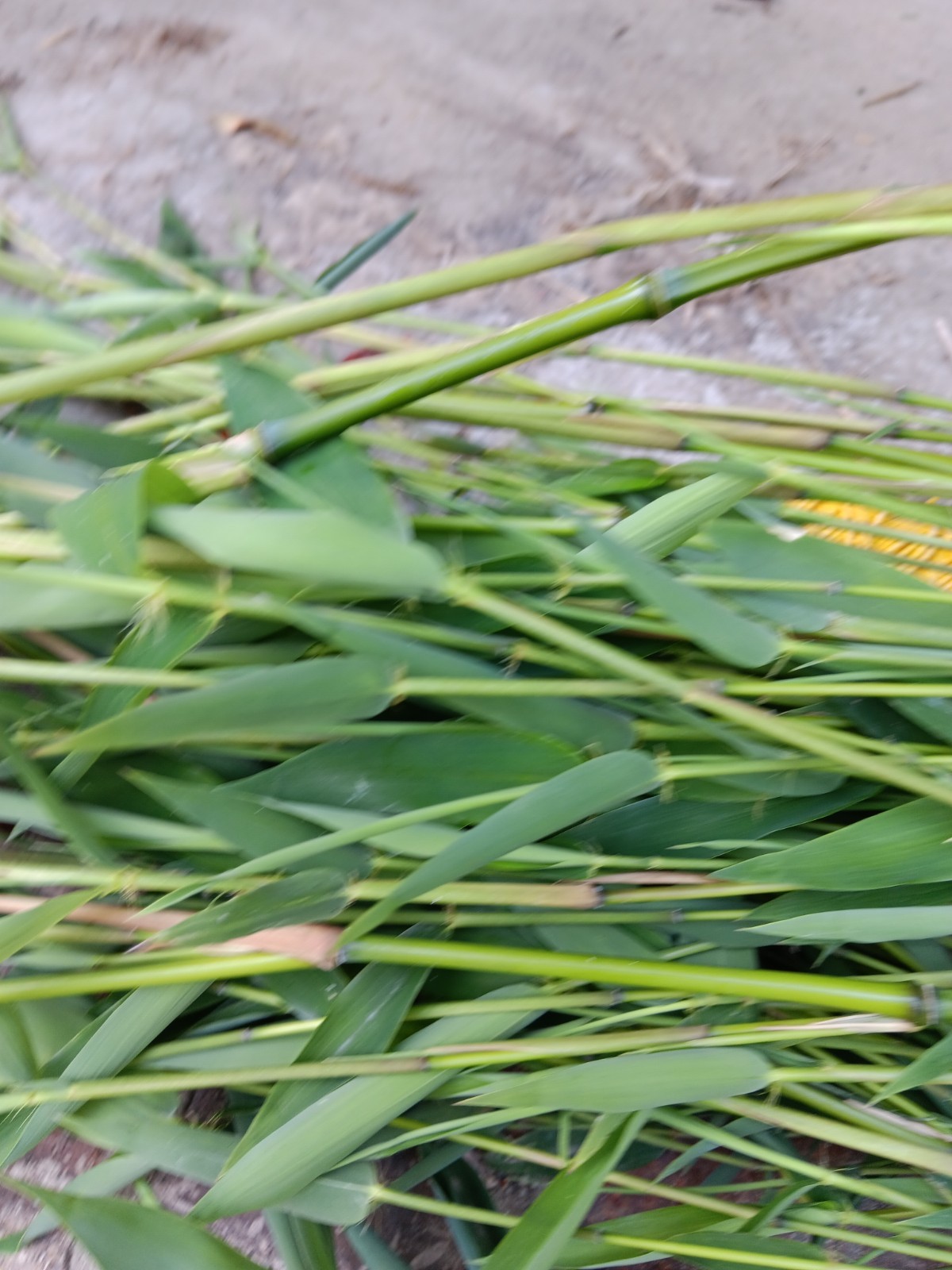 Bamboo Plants Live Starter Plant 10 Rizomes Organic Aurea Bamboo