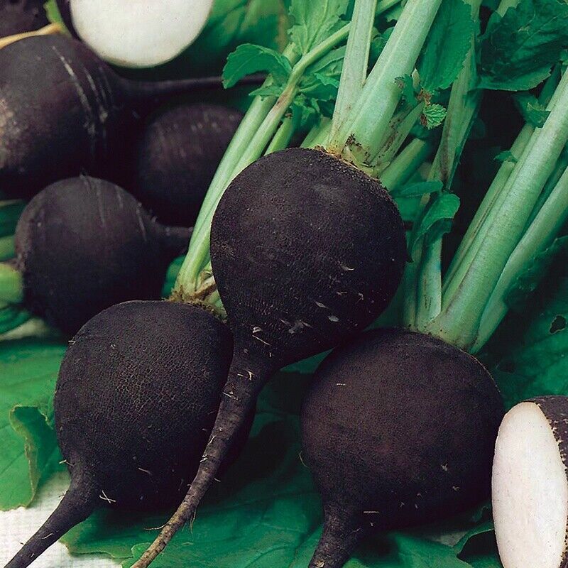 Radish Seeds Collection, NON-GMO, 14 Different Varieties, Heirloom, FREE SHIP