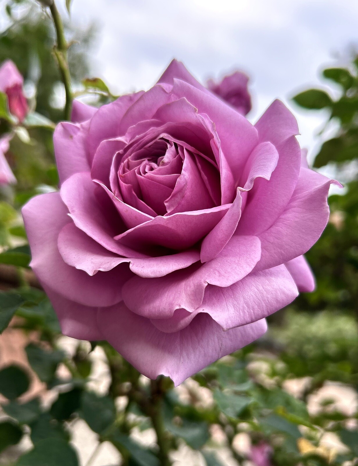 Blue Moon Rose, Hybrid Tea Rose – Large Purple-Fragrance – 10 seeds 2024 – USA