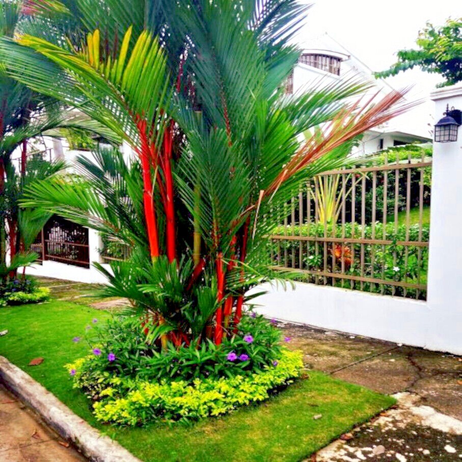 10 RED SEALING WAX “LIPSTICK” PALM TREE SEEDS (Cyrtostachys renda) House Plant
