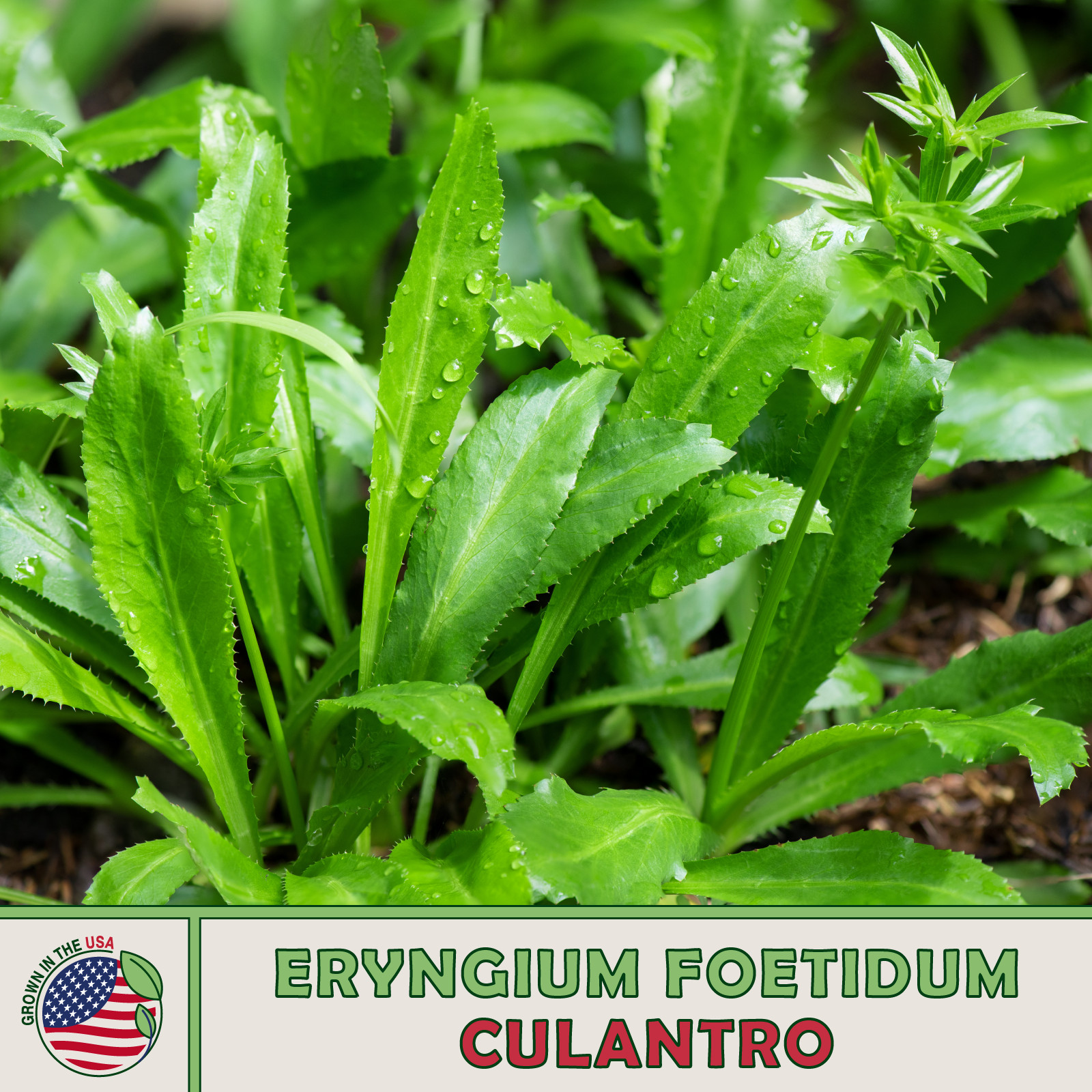 200+ Culantro Seeds, Mexican Coriander DE ALCAPATE CILANTRO ANCHO CULANTRO RECAO