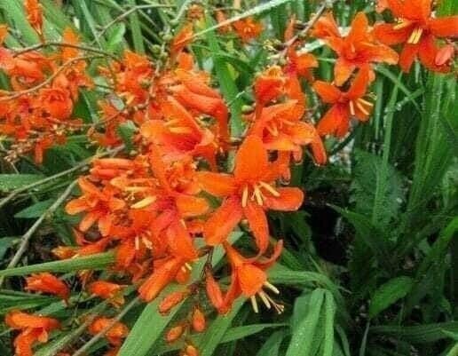 3 “Orange Lucifer / Jochem” Crocosmia Bulbs (Not Plants) 7+ cm