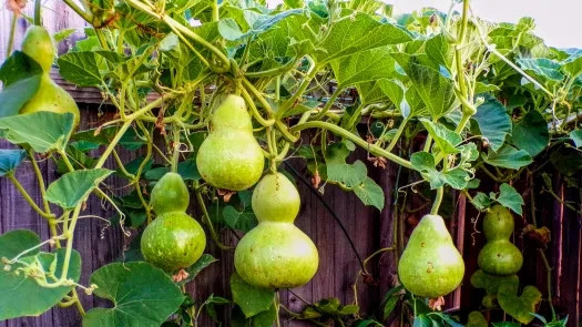 10 Birdhouse Gourd Gourd Seeds. Organic. USA Seeds. Ships free