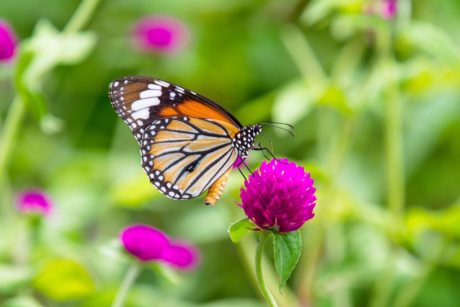 50 GLOBE AMARANTH MIX Gomphrena Globosa Mixed Colors Amaranthus Flower Seeds
