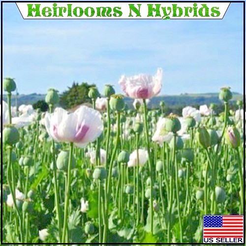 20,000 Stratified Tasmanian Papever Somniferum Poppy Seeds For Planting, Gifting