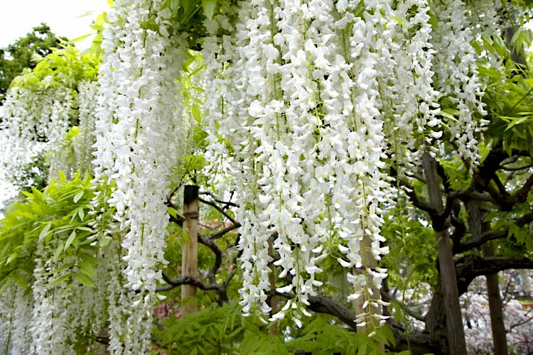 White Wisteria floribunda Alba Tree Seeds Climbing Flower Vine Plant Rare Hardy