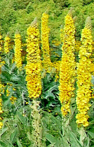 Great mullein 1000 seeds, wooly mullein, hardy 6-10′ tall, verbascum BULK seeds