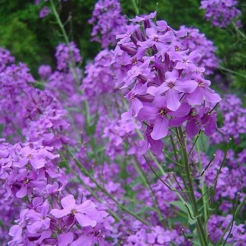 500+ DAMES ROCKET (Danask Violet) Hesperis Matronalis Dame’s Purple Flower Seeds