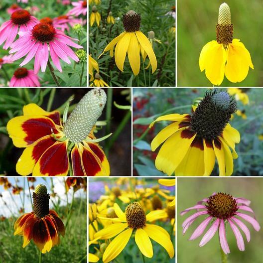 Landscaper’s Pack Coneflower Mix CONEHEAD / Echinacea Perennials+ 1500+ Seeds