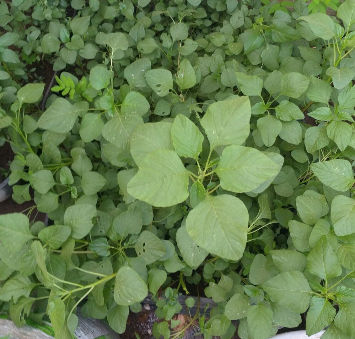 Araikeerai Arai keerai Amaranthus dubious spleen Amaranth 500mg seeds