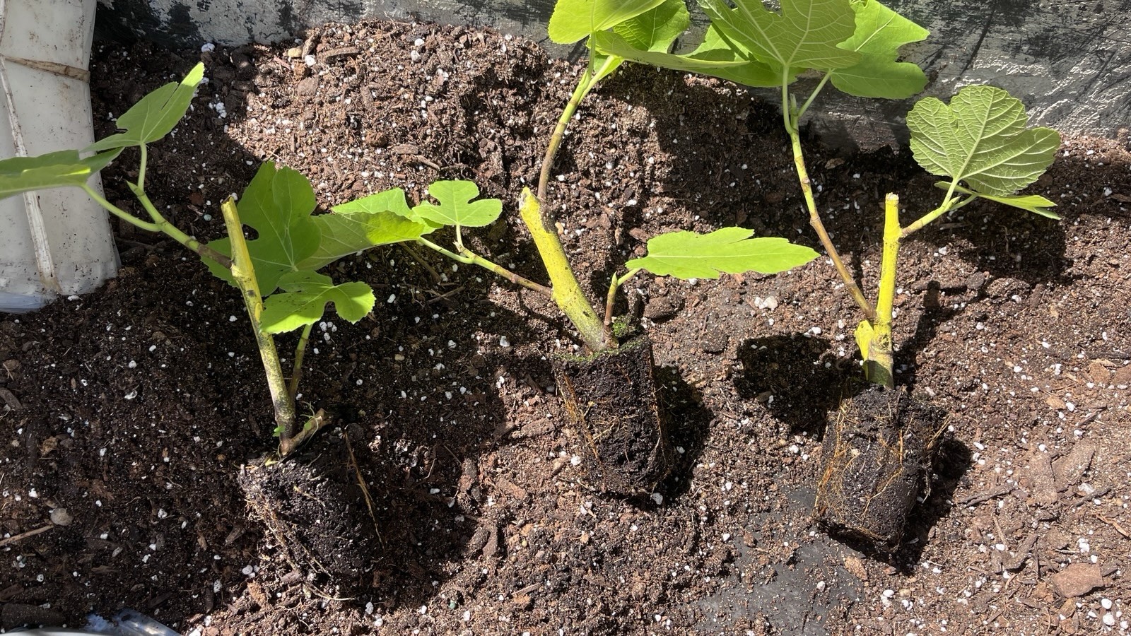 Fig Tree White Marseilles Plant well rooted starter plant 3-5 inches tall