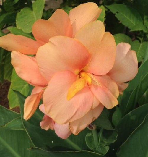Blue Buddha Farm: Salmon Beauty Canna Lily Bulb | Blue Buddha Farm
