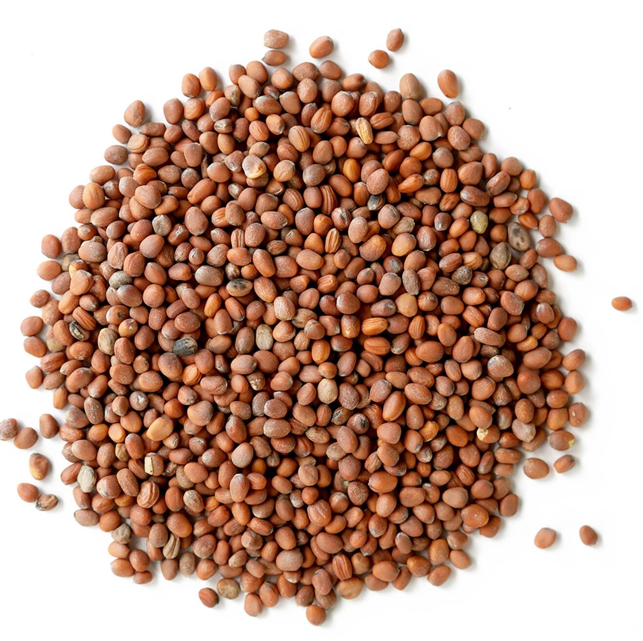 Daikon Radish Seeds – Fast Growing Edible Sprouting Cover Crop NON-GMO