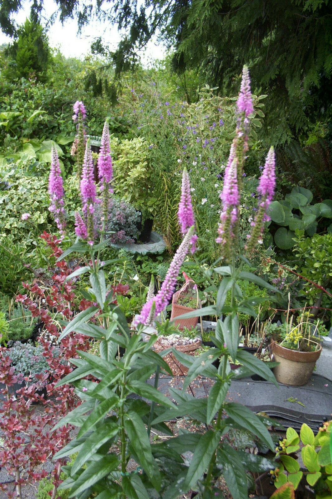 PINK VERONICA LONGIFOLIA, 101 SEEDS, LONG LEAF SPEEDWELL, HARDY *USA seller**