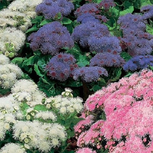 50+BLUE TYCOON AGERATUM FLOWER SEEDS SELF SEEDING ANNUAL