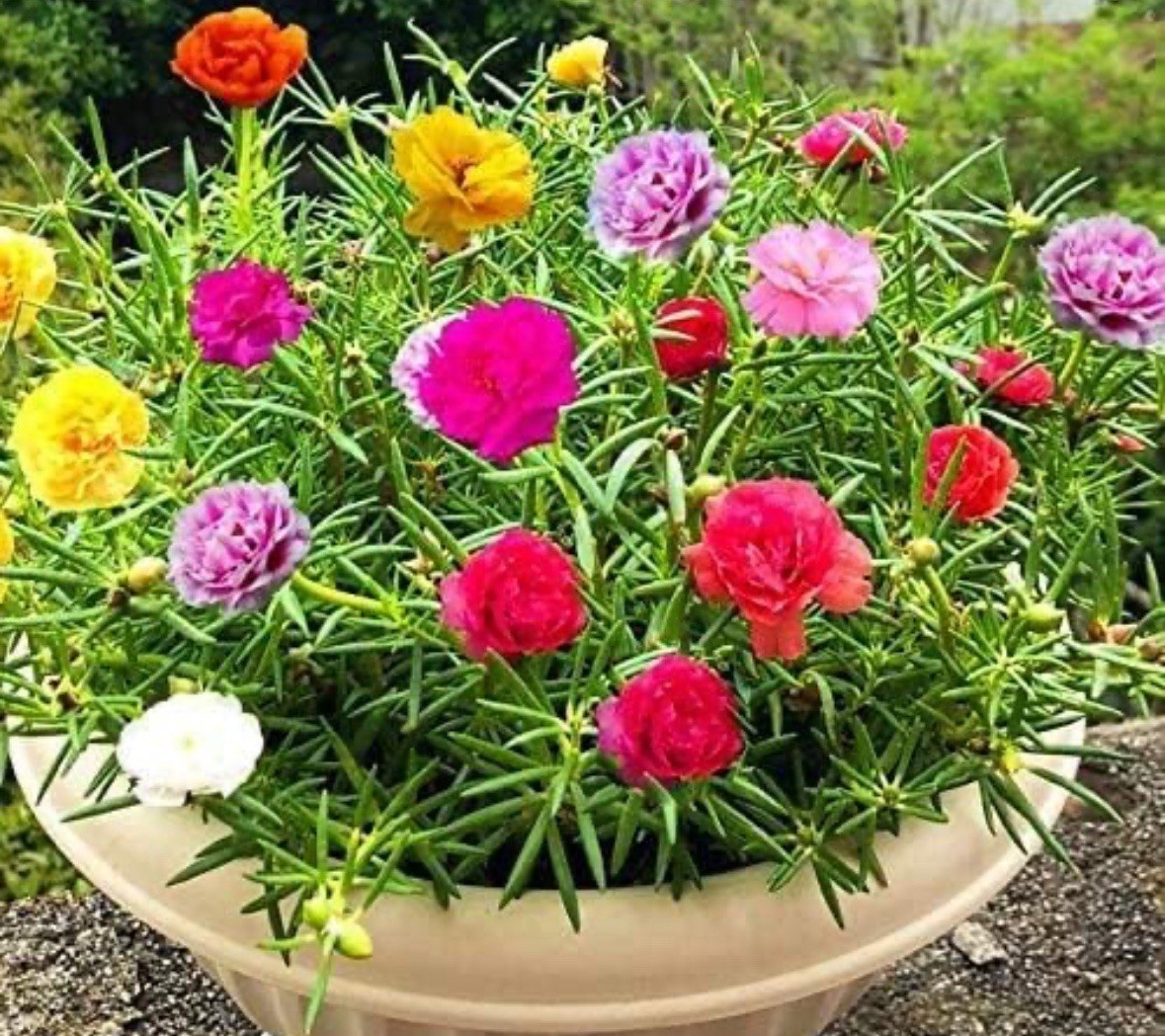 4 PACKS OF 10000 MIXED MOSS ROSE SEEDS PORTULACA GRANDIFLORA MIX FAST SHIPPING