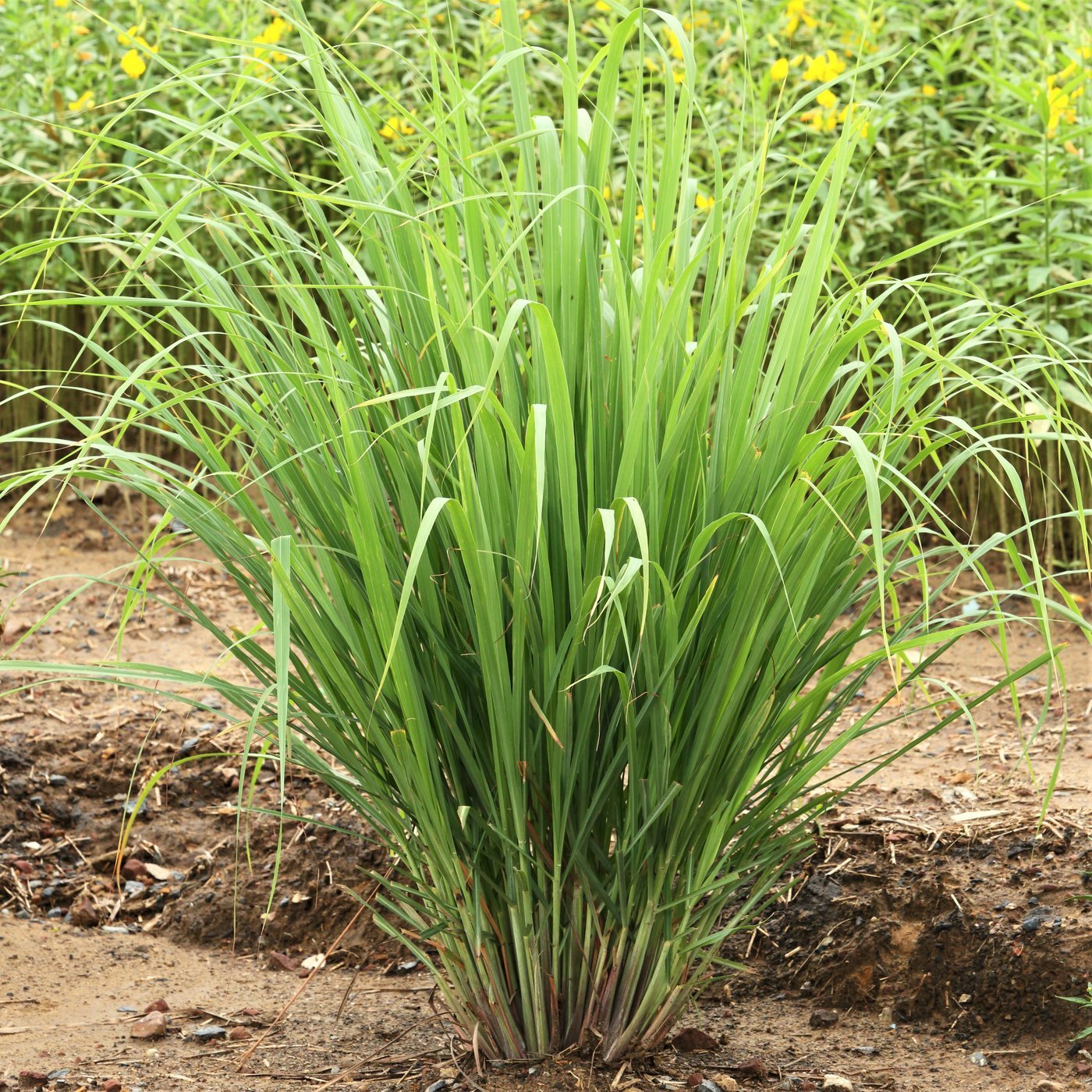 12 Live ORGANIC Lemongrass Stalks Plugs Cymbopogon Sereh Plant Lemon Grass Texas