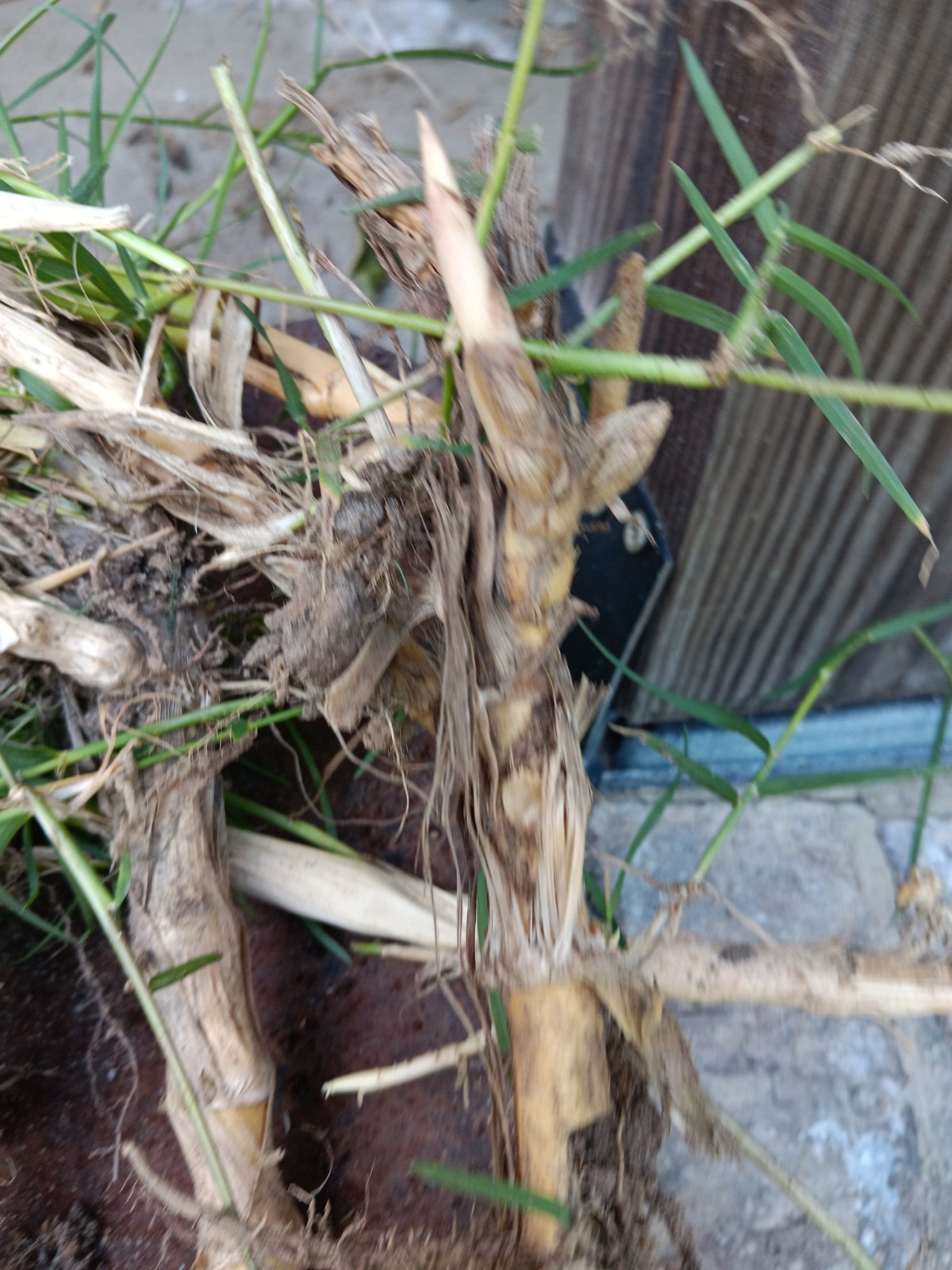 Bamboo Plants Live Starter Plant 10 Rizomes Organic Aurea Bamboo