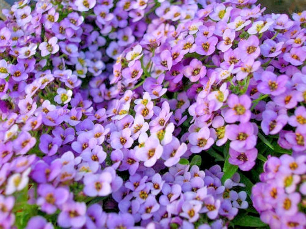 1001+ROYAL CARPET SWEET ALYSSUM Flower Seeds Drought Heat Groundcover Baskets